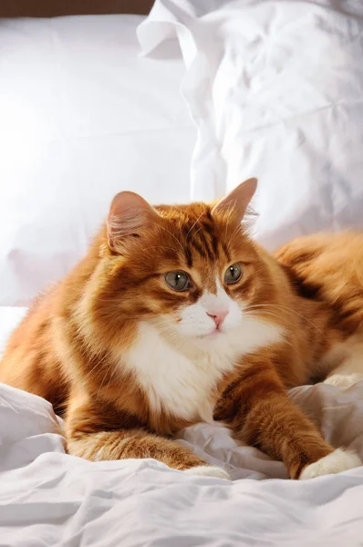 Acostado Una Cama Blanca Peludo Gato Pelirrojo —  Fotos de Stock