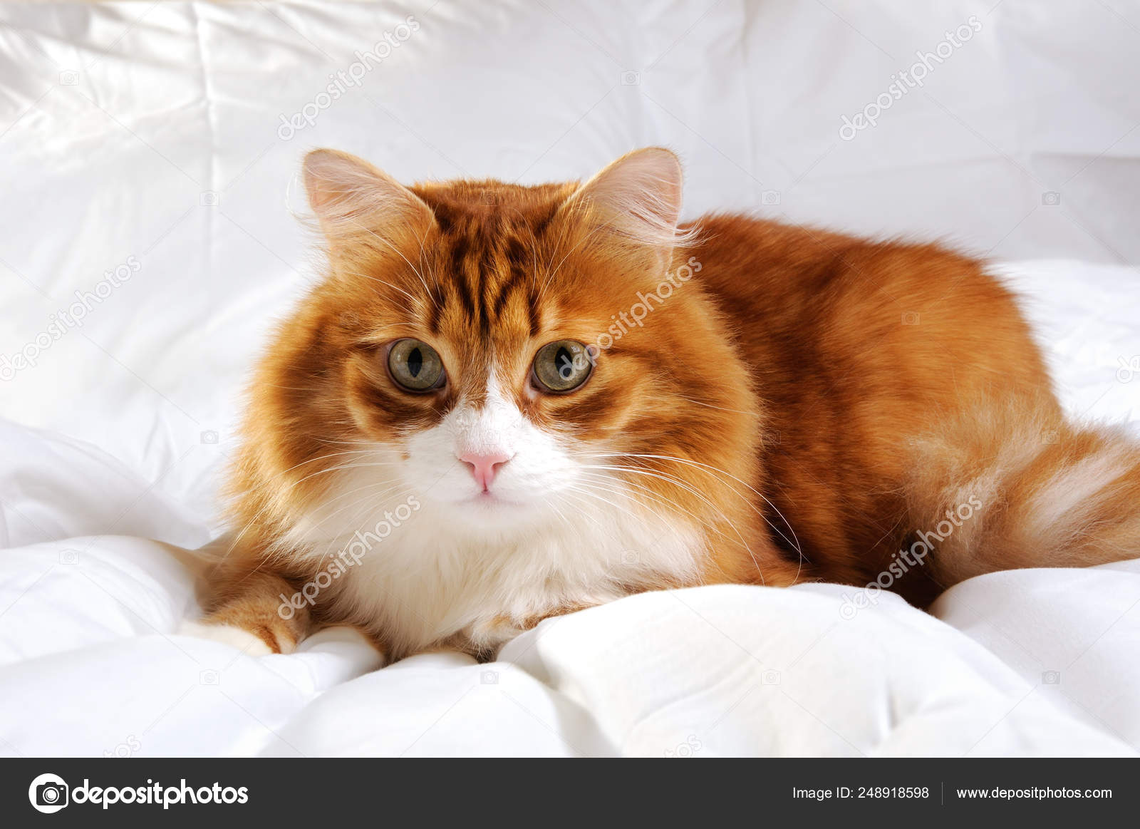 Fluffy Red Headed Cat Stock Photo C Apolonia 248918598