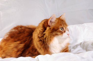 fluffy red-headed cat  clipart