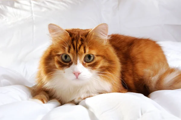 Fluffy red-headed cat — Stock Photo, Image