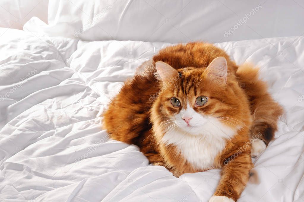 fluffy red-headed cat 