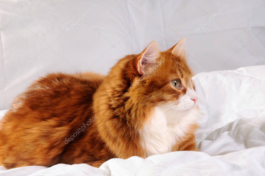 fluffy red-headed cat 