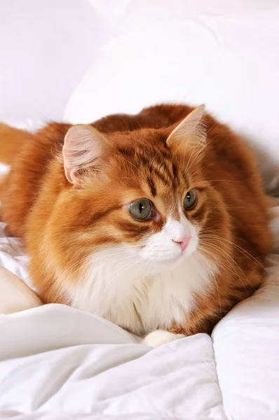 Kızıl saçlı kedi — Stok fotoğraf