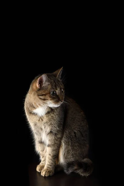 Koyu arkaplanda bir kedinin portresi — Stok fotoğraf