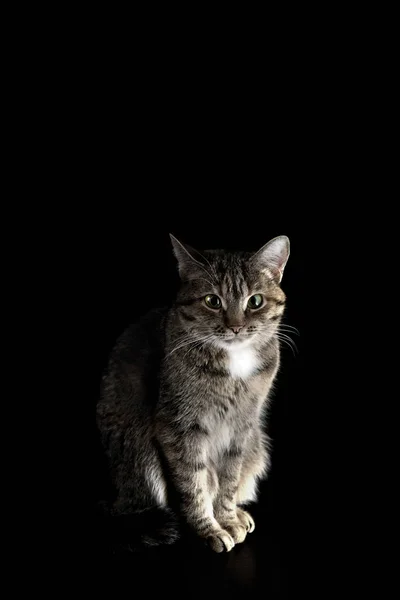 Portrait of a cat on a dark background — Stock Photo, Image