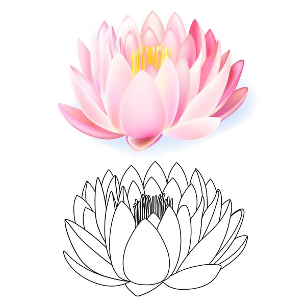 Conjunto Flores Patrón Loto Rosa Aislado Sobre Fondo Blanco Ilustración — Vector de stock