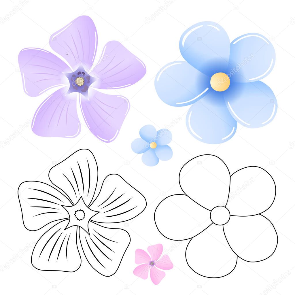 Periwinkle, forget-me-not pattern flower set isolated on white background (vector illustration)