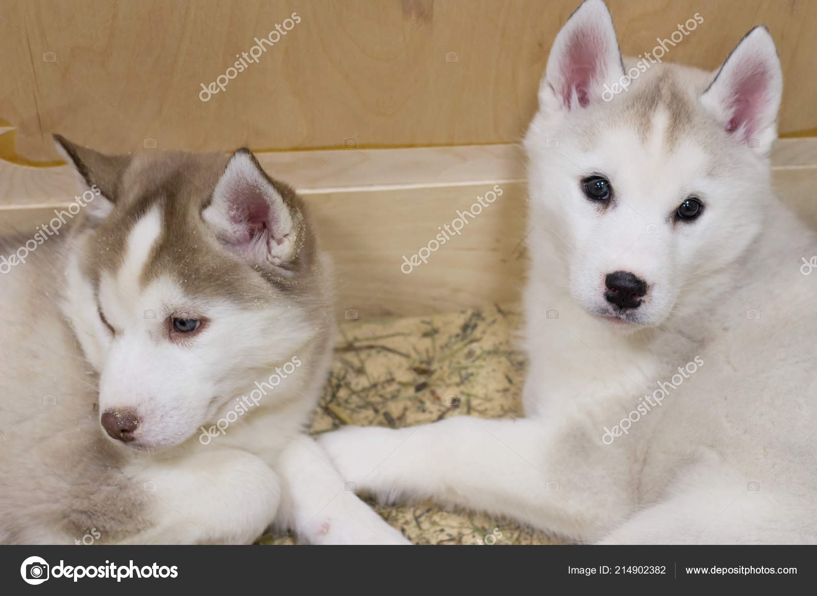 Deux Chiens Race Husky Dans Une Cage Chiots Closeup