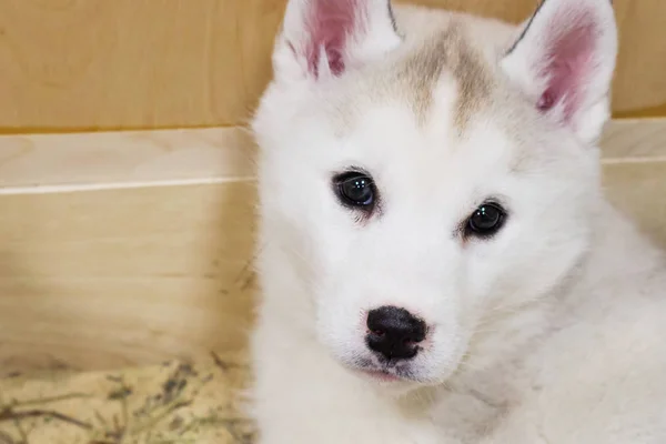 Dog of breed husky in a cage. Puppies closeup