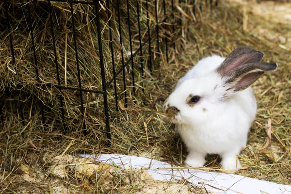 ウサギのクローズ アップ 干し草と草の背景にウサギします — ストック写真