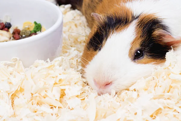 Versuchskaninchen Meerschweinchen Käfig Mit Sauberem Sägemehl Und Futter — Stockfoto