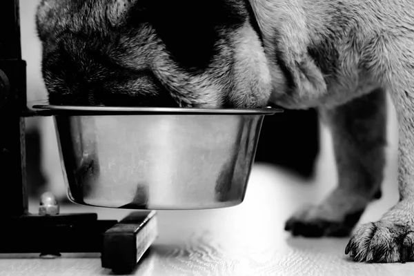 Φυλής Σκυλιών Pug Τρώει Από Μπολ Closeup Των Ζώων — Φωτογραφία Αρχείου