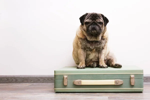 Hunderassen Mops Sitzt Auf Einem Alten Oldtimer Koffer Tierischen Hintergrund lizenzfreie Stockbilder