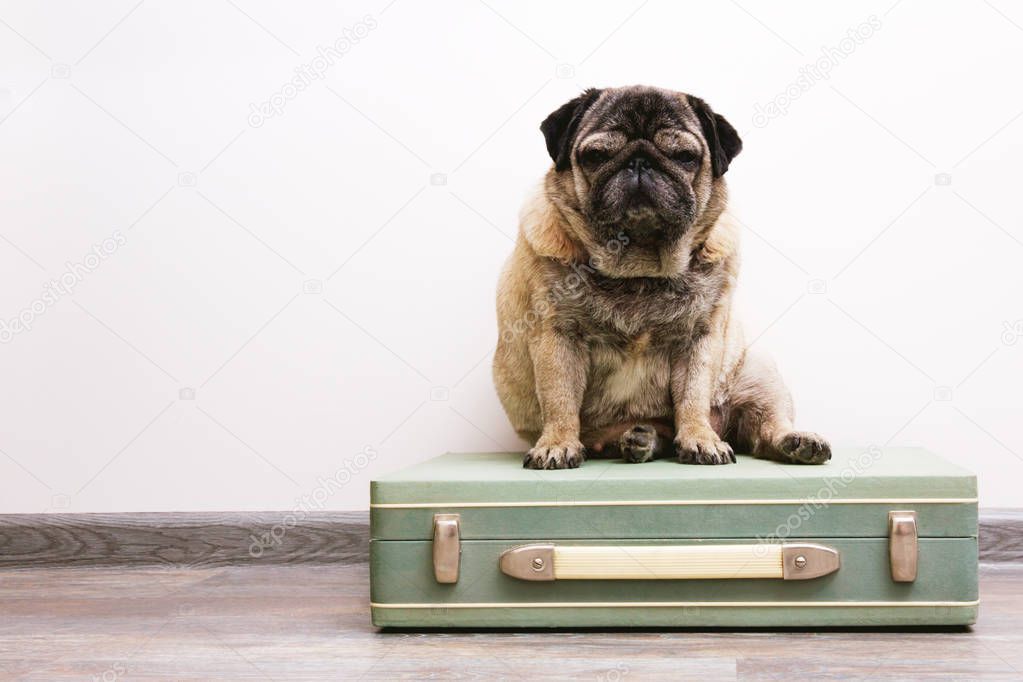 Dog breed pug sitting on an old vintage suitcase. Animal background. The theme of the journey. Dog on wall background