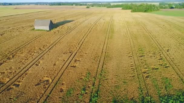 Campo de trigo vista aérea — Vídeos de Stock