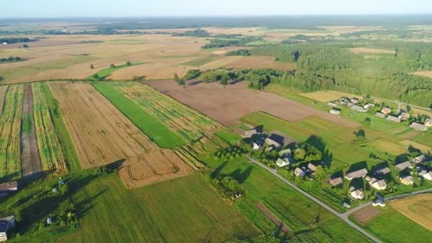 Campo de trigo vista aérea — Vídeo de Stock