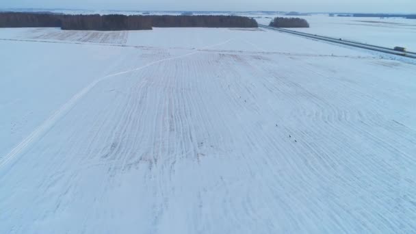 Group of roe deer in winter fields — Stock Video