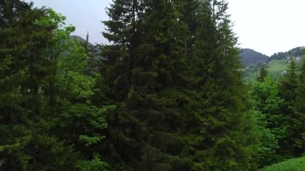 Flug über Wald in den Bergen — Stockvideo