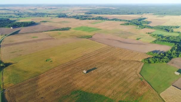 Campo de trigo vista aérea — Vídeo de Stock