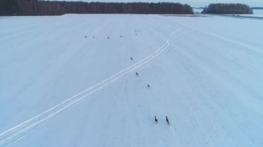 Karaca kış alanlardaki grup