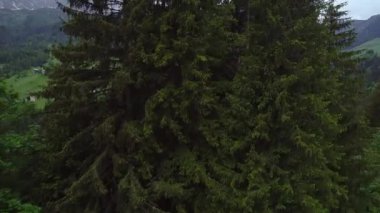 Orman dağlarında üzerinde uçuş