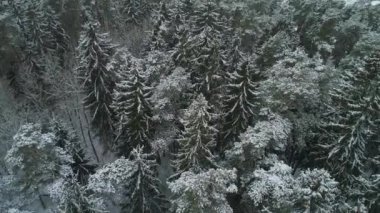 karlı kış orman havadan görünümü