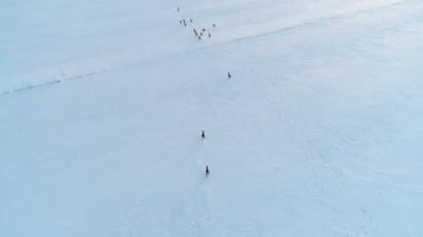 Karaca kış alanlardaki grup