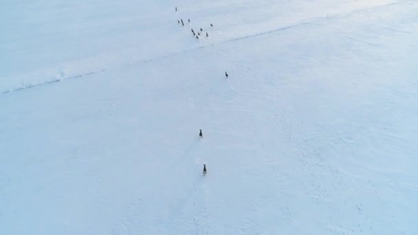 Karaca kış alanlardaki grup — Stok video