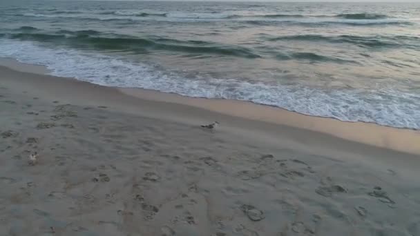 Vue aérienne de la plage de sable au coucher du soleil — Video