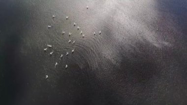 ilkbaharda göl üzerinde uçuş