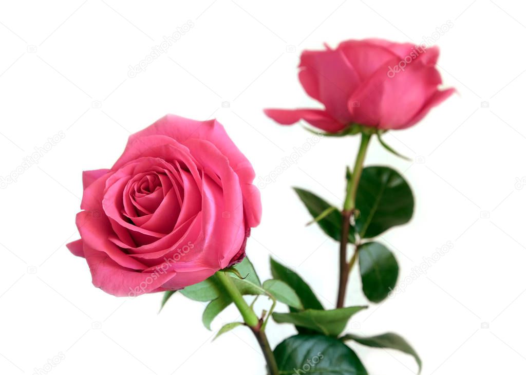 Beautiful pink roses flowers isolated on white background closeup