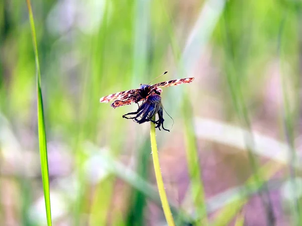 Kolorowy Motyl Nieruchomo Siedzącego Suchy Kwiat Mniszek Słoneczny Letni Dzień — Zdjęcie stockowe