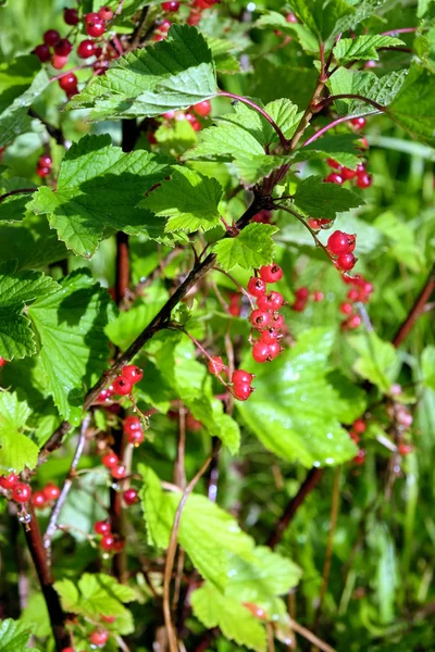 Nasse Reife Rote Johannisbeeren Mit Wassertropfen Nach Regen Auf Grünen — Stockfoto