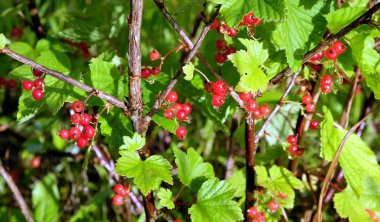 Islak Olgun kırmızı kuş üzümü çilek su ile damla yağmur yeşil bush dallar gün güneşli yaz bahçesinde kapattıktan sonra