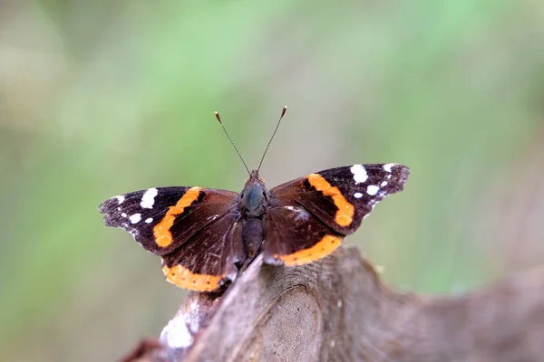 Vanessa atalanta. Red Admiral Butterfly is sitting on the branch above blur green background on summer day closeup