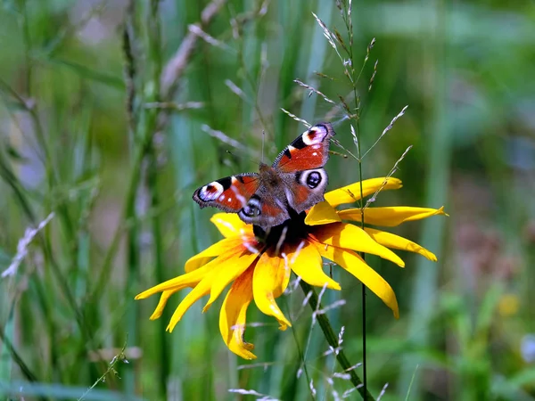 Peacock Oog Vlinder Zit Gele Bloem Bovenstaande Groene Achtergrond Zomer — Stockfoto