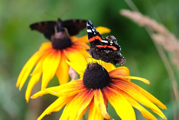 Dwa Vanessa Atalanta Red Admiral Motyle Siedzi Żółte Kwiaty Powyżej — Zdjęcie stockowe