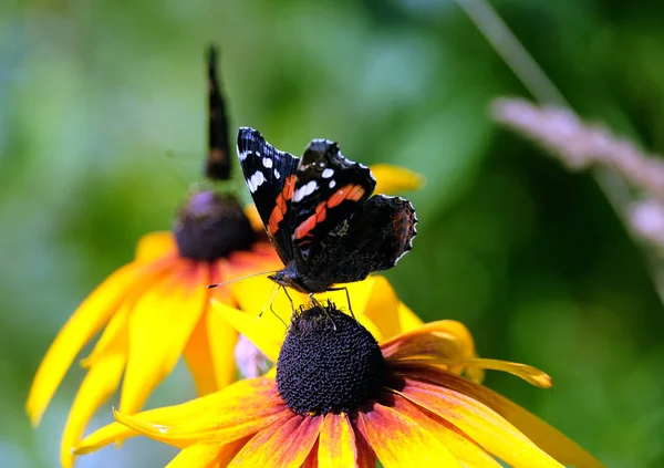 Twee Vanessa Atalanta Nummervlinder Vlinders Zittend Gele Bloemen Bovenstaande Wazig — Stockfoto
