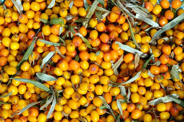 Viele Heilende Reife Orangefarbene Beeren Des Sanddorns Als Hintergrund Von — Stockfoto