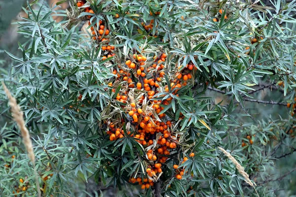 Arbustos Densos Moitas Com Muitos Curativos Bagas Laranja Maduras Espinheiro — Fotografia de Stock