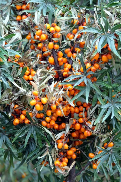 Arbustos Densos Moitas Com Muitos Curativos Bagas Laranja Maduras Espinheiro — Fotografia de Stock