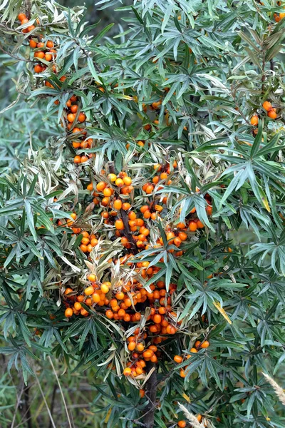 Плотные Заросли Кустарников Большим Количеством Целебных Спелых Апельсиновых Ягод Облепихи — стоковое фото