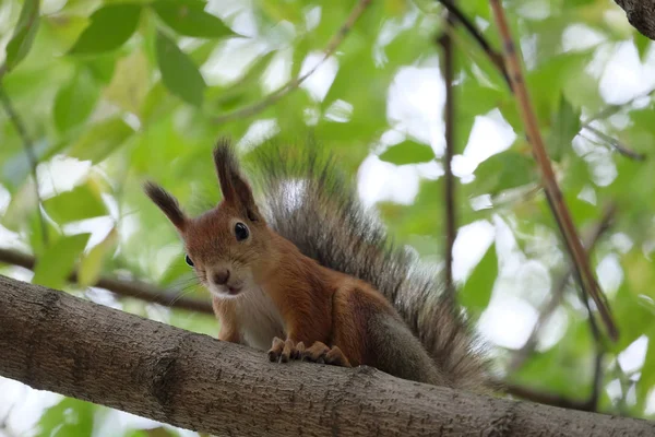 棕色松鼠在警报坐在树树枝在丛夏季森林特写 — 图库照片
