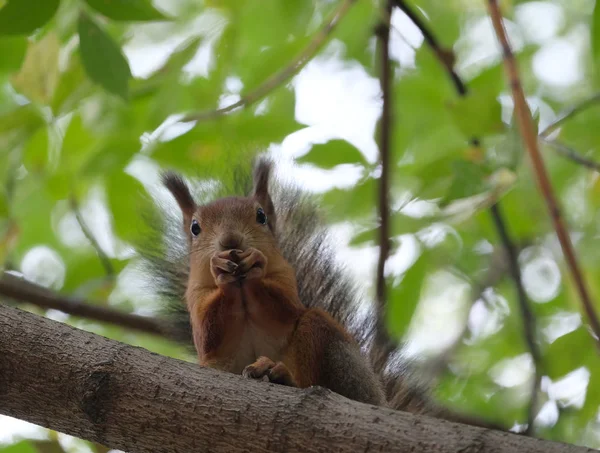 棕色松鼠坐在树树枝上丛夏季森林和吃坚果水平视图关闭 — 图库照片