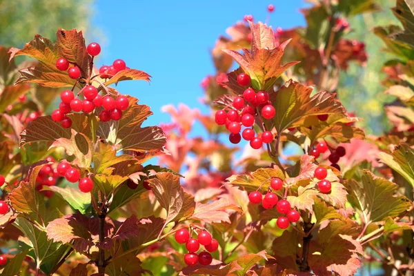 荚蒾灌木顶部有很多挂成熟的红色浆果和绿色叶子在清澈的蓝色万里无云的天空水平视图特写镜头 — 图库照片
