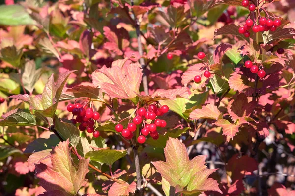 密集的荚蒾灌木与大量挂成熟的红色浆果和绿叶在秋季阳光明媚的一天水平视图特写镜头 — 图库照片