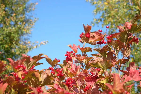 Spitze Des Viburnum Busches Mit Vielen Hängenden Reifen Roten Beeren — Stockfoto