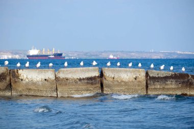 Vahşi beyaz martılar çok parlak güneşli gün üst üste derin mavi denize karşı gri taş iskele üzerinde RAID ve coasyline, büyük frainght nakliye gemileri ile oturur