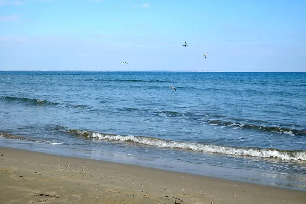 Пейзаж Морем Горизонтом Некоторыми Чаек Летать Обитают Волны Ясном Голубом — стоковое фото