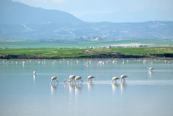 在拉纳卡塞浦路斯的盐湖上 粉红色火烈鸟的羊群在静水中休息 并在水乡发现饲料 在远处的山之前 — 图库照片